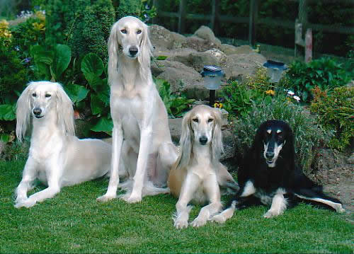 Ch Altaya Taamunah, Ch Tabari Zahfiq, Ch Tasmayah at Tasia and Ch Tallulah at Tasia