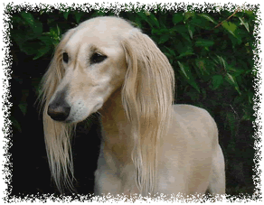 Ch Altaya Taamunah