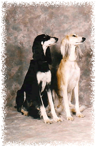 Ch Altaya Tallulah at Tasia and Ch Altaya Tasmayah at Tasia