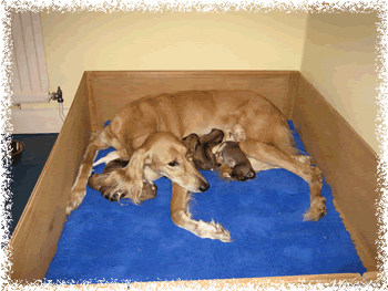 Amber with her newborn puppies