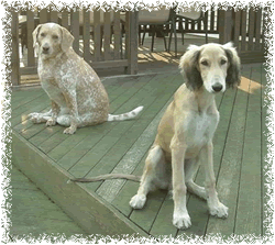Logan (Cottonore Envoy) with his