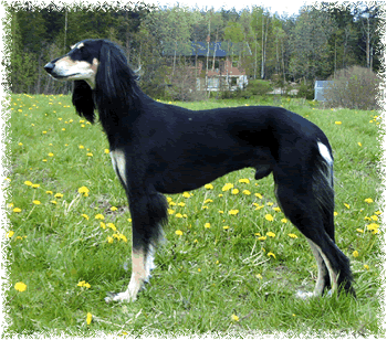 Finnish Ch Tasia Eminence